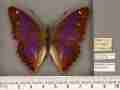 Apatura iris iole male (aberration) 02 [Internet image property of respective owner, non commercial use only]